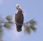 Brown Pelican