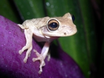 Cuban Tree Frog