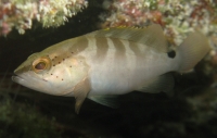 Nassau Grouper