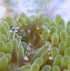 Sun Anemone Shrimp
