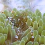 Sun Anemone Shrimp