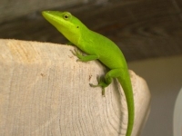 Green Anole