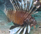 Lionfish