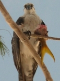 Osprey