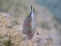 Sharpnose Puffer