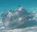 Southern Stingray