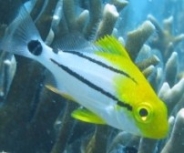 Porkfish