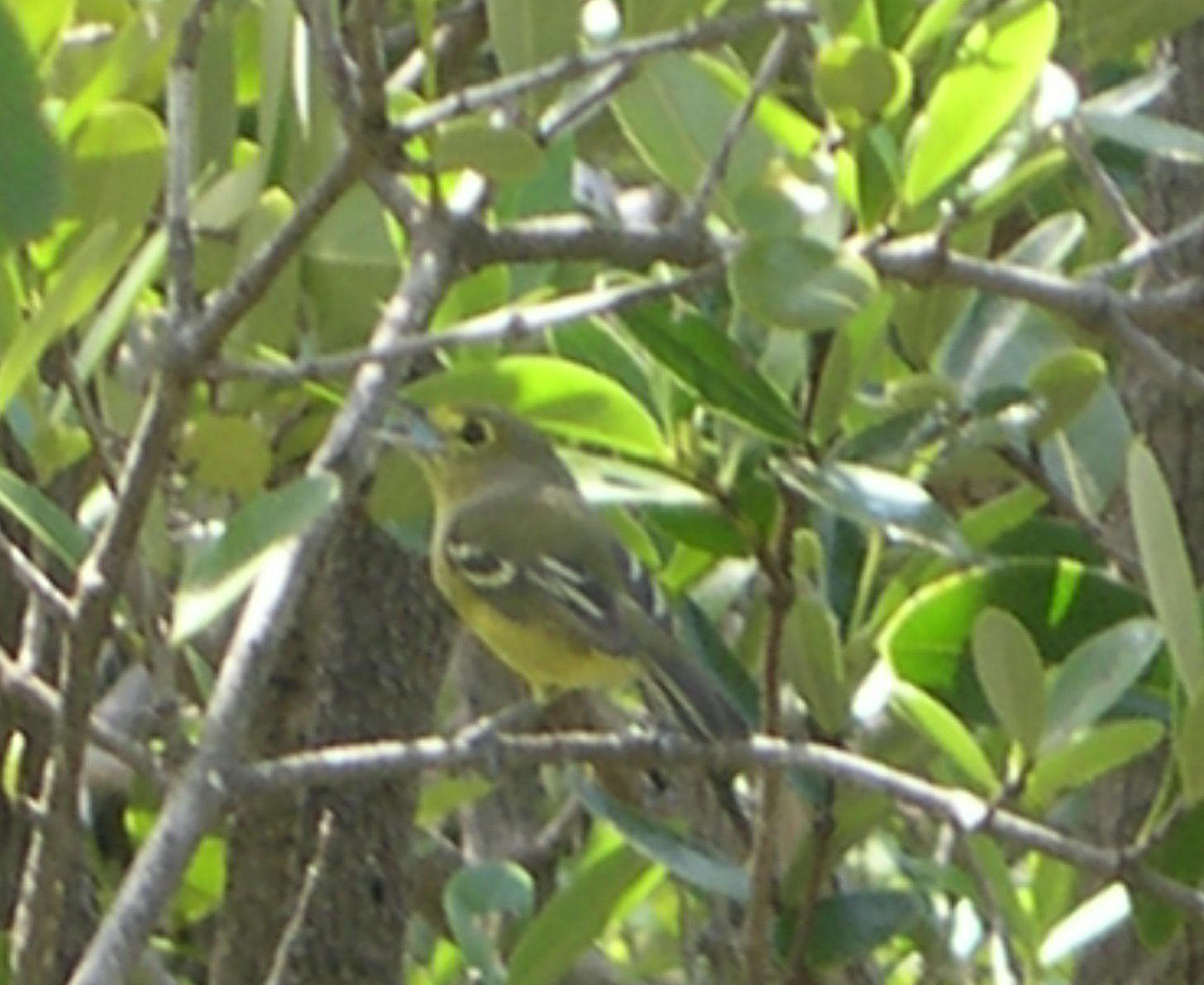 Thick billed Vireo